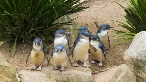 Ultimate Penguin Tour